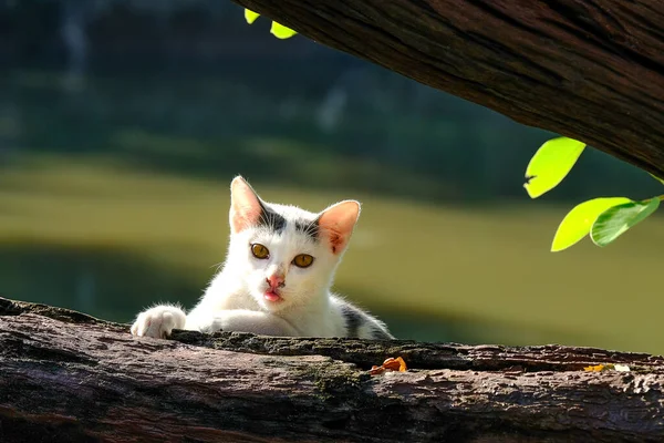Schöne Nahsicht Auf Verspielte Kätzchen — Stockfoto