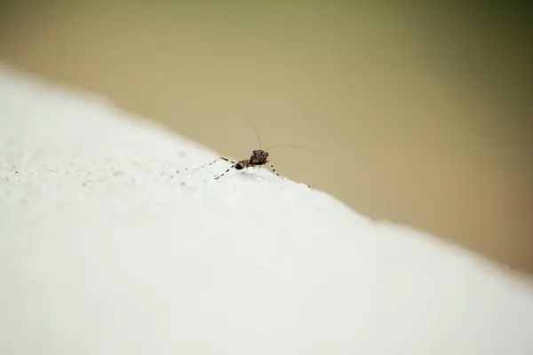 Small Insect Legs Background — Stock Photo, Image
