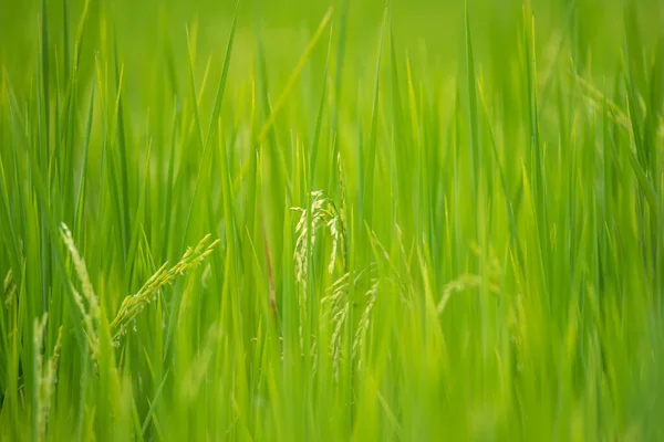 Природа Рисового Поля Рисовом Поле — стоковое фото