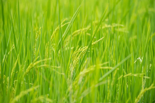 Природа Рисового Поля Рисовом Поле — стоковое фото