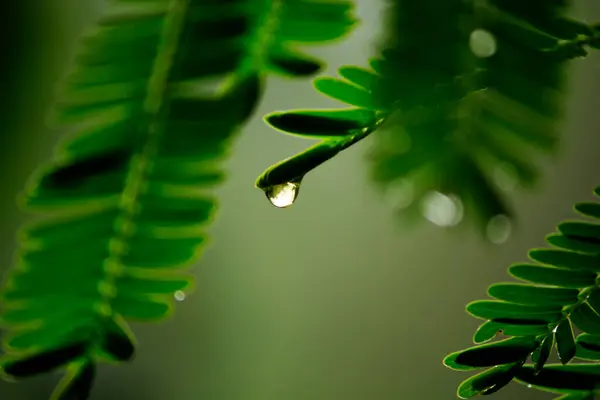 Vattendroppar Bladen Regnperioden — Stockfoto