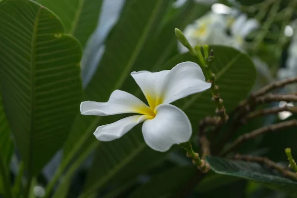 Wunderschöne Blütenpracht Nahsicht — Stockfoto