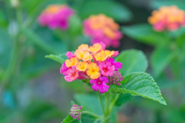 Pink Lantana Flowers Growing Garden Verbena Family Verbenaceae — Stock Photo, Image