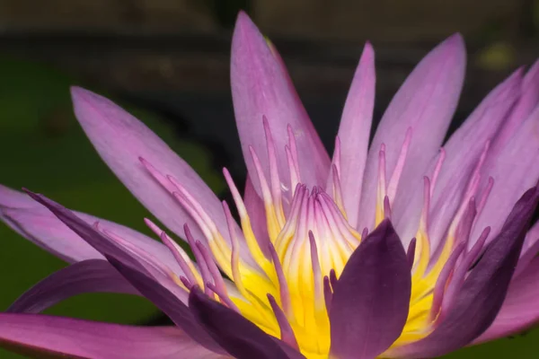 紫色の睡蓮の花びら 蓮の花 — ストック写真