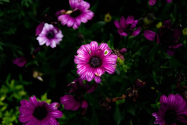 Zbliżenie Kwiatów Ogrodzie Skup Się Aranżacja Ogrodu — Zdjęcie stockowe