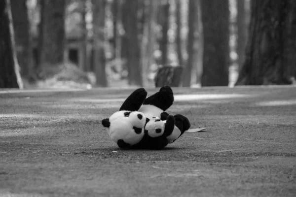 Poupée Panda Été Laissée Seule Sur Route Dans Forêt Pins — Photo