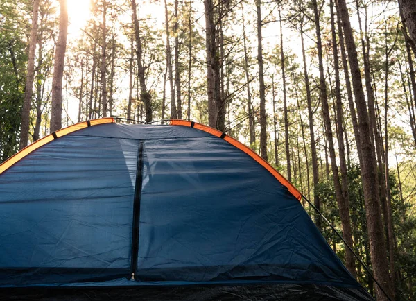 自然の真ん中に松の森にテントを広げる 週末のリラックス — ストック写真