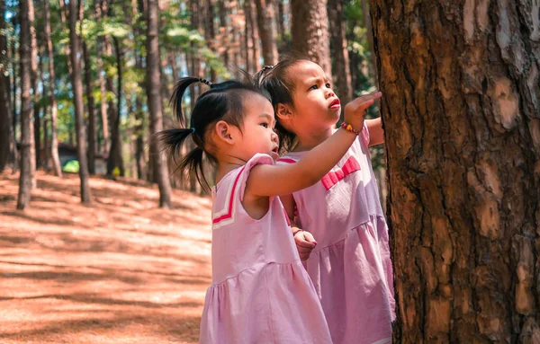 Petite Fille Asiatique Jouant Ensemble Dans Forêt Pins Chiang Mai — Photo