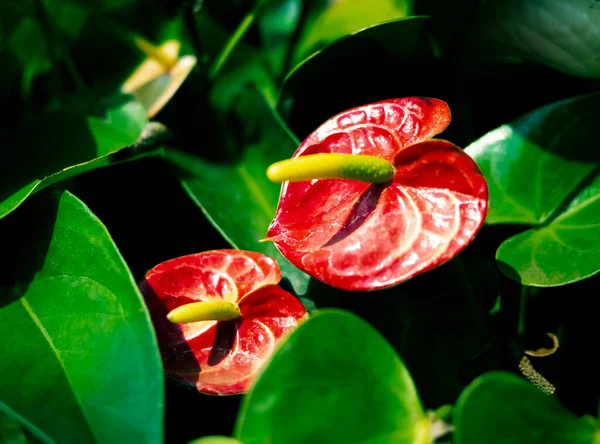 Anthurium Yeşil Yaprakların Yakın Plan Fotoğrafı — Stok fotoğraf