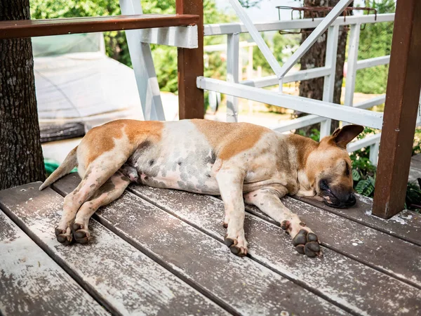 Hunde Liegen Auf Dem Holzbalkon Garten — Stockfoto