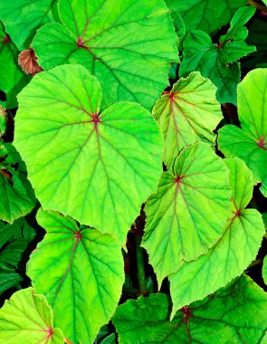 Güneş ışığında yeşil yapraklar, doğa arka planı 