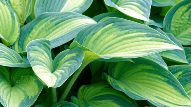 Güzel çiçekler, yakın görüş, doğa ve bitki konsepti