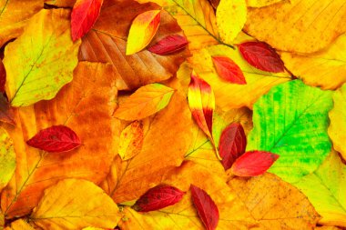 Güneş ışığında renkli yapraklar, gündüz görüşü, sonbahar arkaplanı 