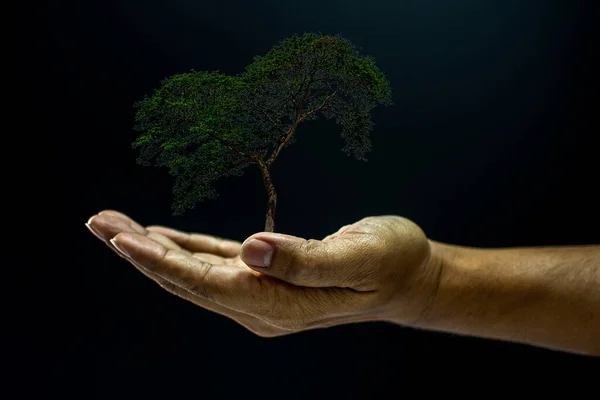Hand Holding Tree Black Background — Stock Photo, Image