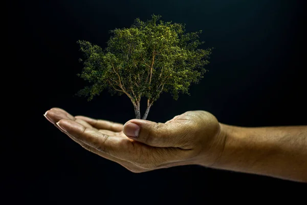 Mão Segurando Uma Árvore Fundo Preto — Fotografia de Stock