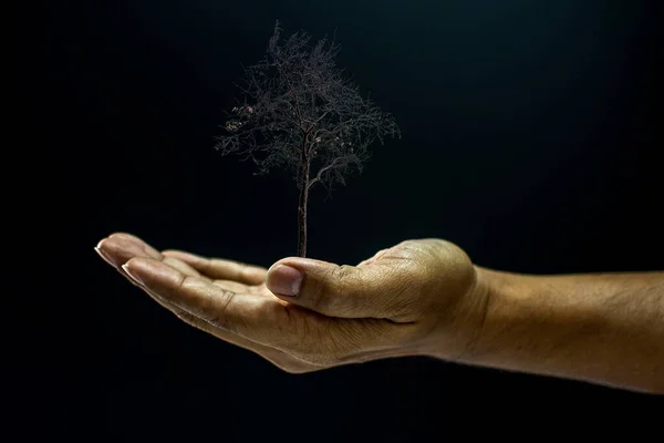 Hand Holding Dead Tree — Stock Photo, Image