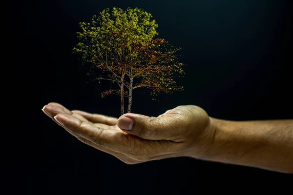 Hand Hält Einen Baum Auf Balkengrund — Stockfoto