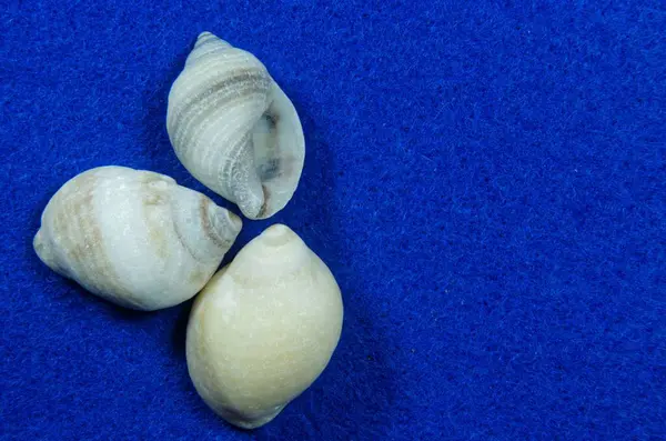 Three Seashells Blue Background — Stock Photo, Image