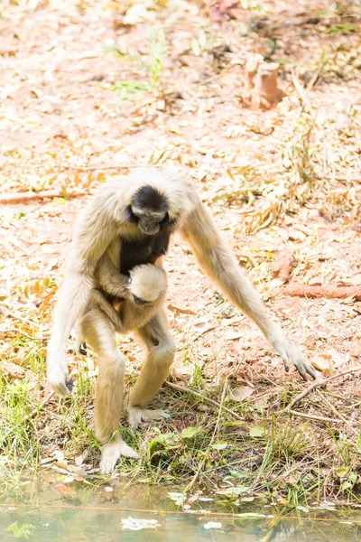 Gibbons Baby Water Source — Stock Photo, Image