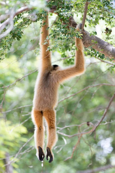Weiße Gibbon Niedlichen Affen Halten Und Hängen Baum — Stockfoto