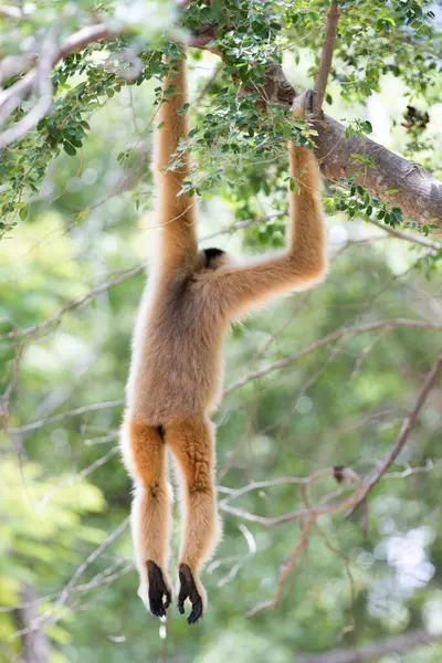 Bianco Gibbon Carino Scimmia Holding Appeso Albero — Foto Stock