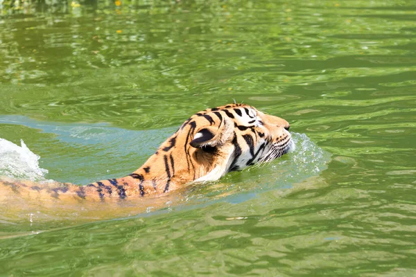 Una Tigre Sta Nuotando Fiume — Foto Stock
