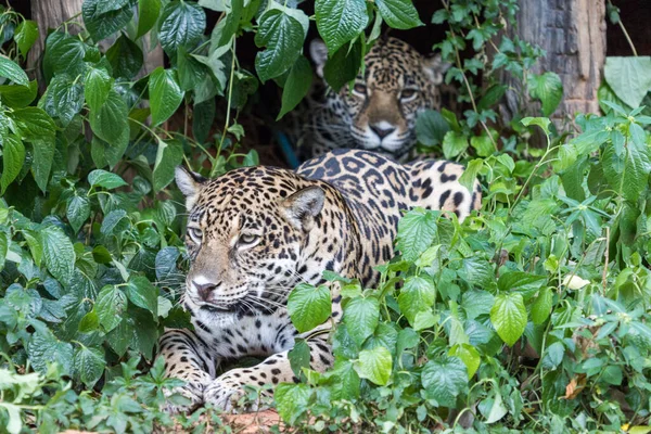 Jaguar Jungle — Stock Photo, Image