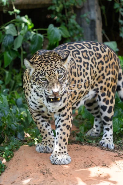 Leopards Ambush Prey Close — Stock Photo, Image