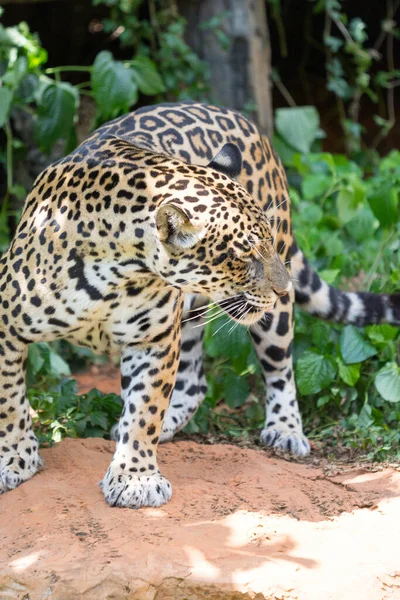 Leoparden Sind Hinterhalt Beute Aus Nächster Nähe — Stockfoto