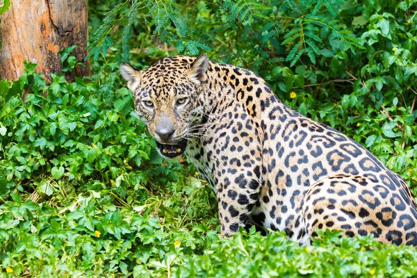 Jaguar Zielonym Tle Lasu — Zdjęcie stockowe