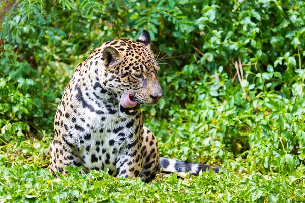 Jaguar Den Gröna Skogen Bakgrund — Stockfoto