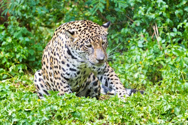 Jaguár Zöld Erdő Hátterében — Stock Fotó