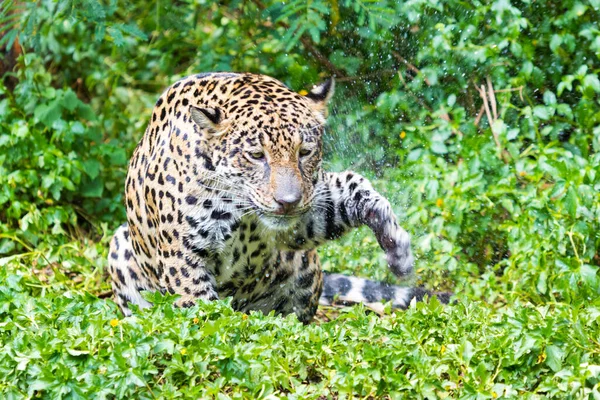Jaguar Sobre Fondo Verde Del Bosque — Foto de Stock