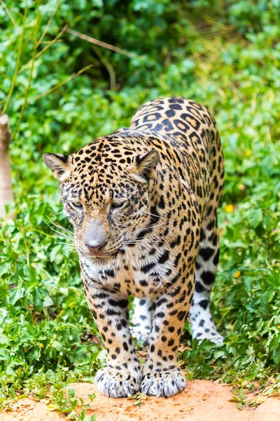 Jaguar Green Forest Background — Stock Photo, Image