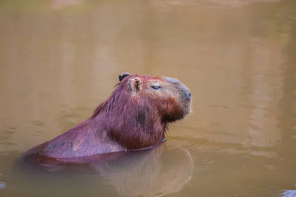 Capybara Doğanın Arka Planında Suda — Stok fotoğraf
