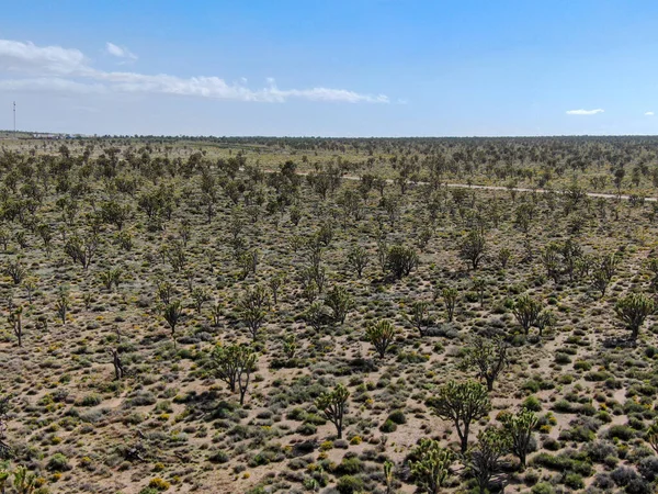 Aerial View Joshua Tree National Park American Desert National Park — Foto de Stock