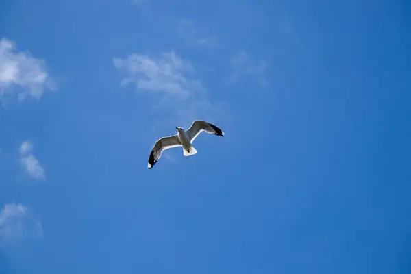 Чайка Летит Над Голубым Небом — стоковое фото