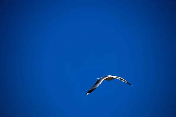 在蓝蓝的天空飞行的海鸥 — 图库照片