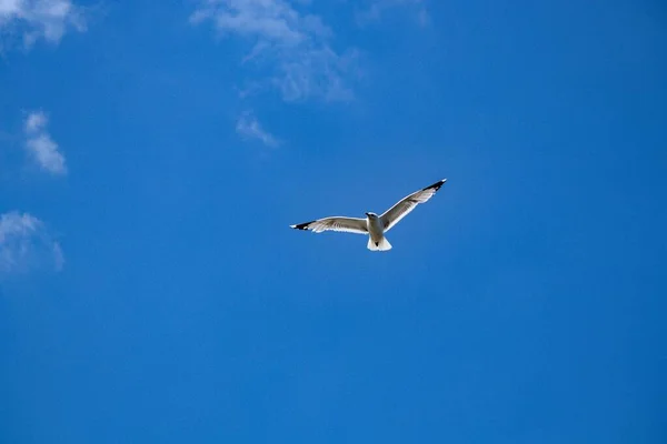 Чайка Летит Над Голубым Небом — стоковое фото