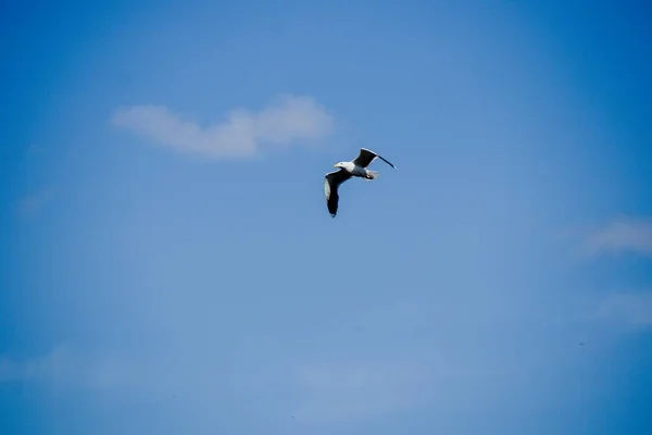 青い空を飛んでカモメ — ストック写真