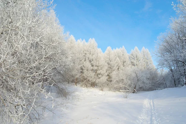 Piękny Zimowy Krajobraz Lesie — Zdjęcie stockowe