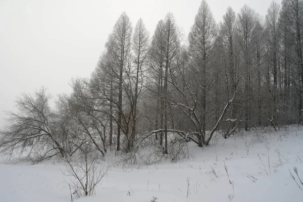 Dimmigt Vinterlandskap Skogen — Stockfoto