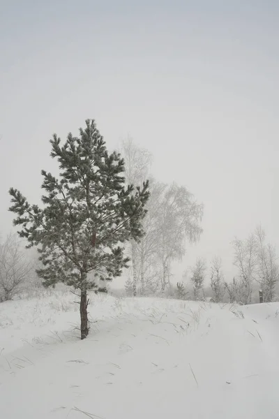 Winter Foggy Landscape Scenic View — Stock Photo, Image