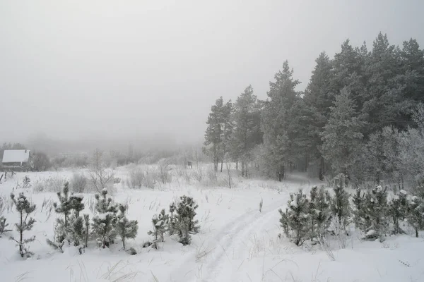 Rural Foggy Landscape Pines — Zdjęcie stockowe