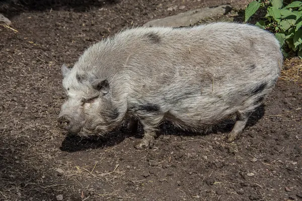 泥の中の毛むくじゃらの豚 — ストック写真