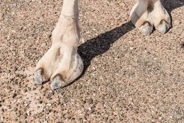 Camel Feet Sharjah Emirates Uae — Stockfoto