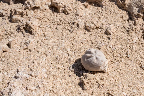 Sjöborre Fossil Hittades Rock Garden Duqm Sultanat Oman — Stockfoto