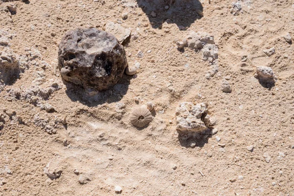 ロックガーデン ダクム スルタン オマーンで発見された海ウルチンの化石 — ストック写真