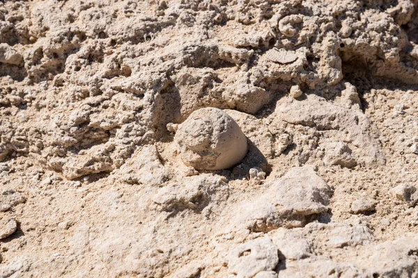 阿曼苏丹国Duqm Rock Garden发现的海胆化石 — 图库照片