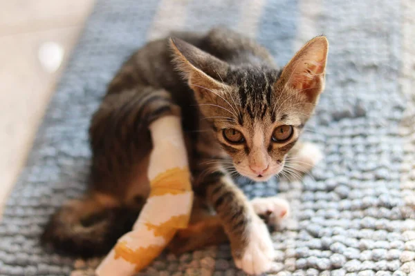 Schöne Nahaufnahme Von Shy Rescued Cat — Stockfoto